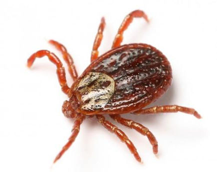 Featured image for “Ticks”
