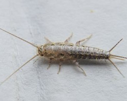 Featured image for “Silverfish”