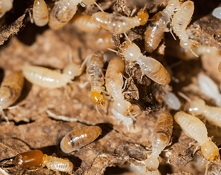 Featured image for “Termites”