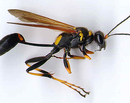 Featured image for “Wasps”