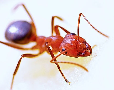 Featured image for “Ants”