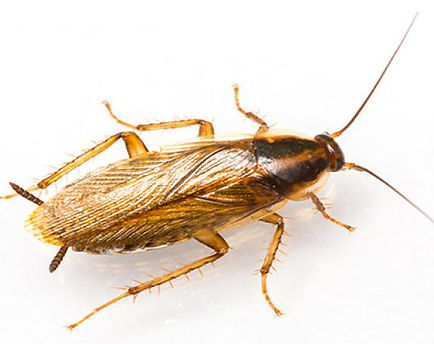 Featured image for “Roaches”