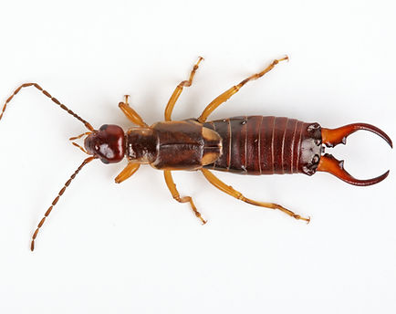 Featured image for “Earwigs”