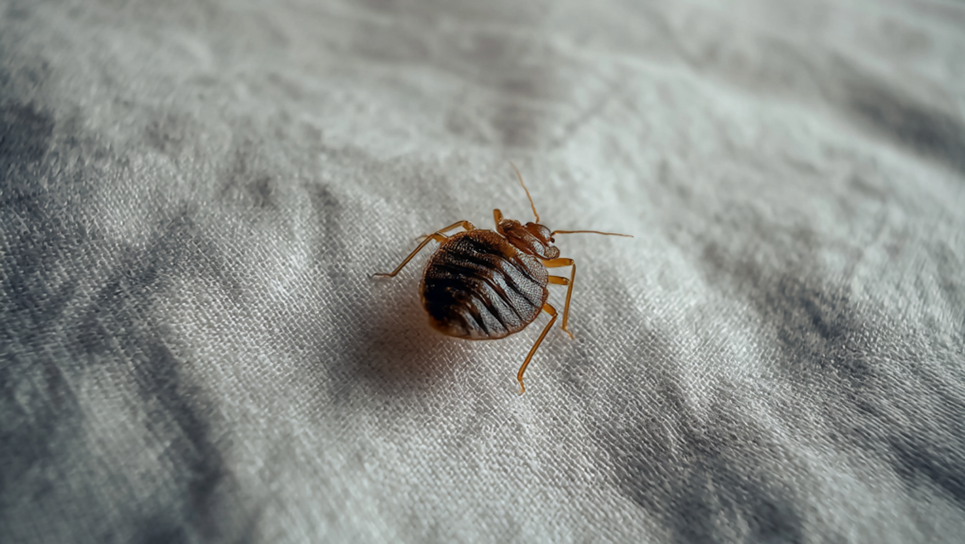 How to Prevent and Eliminate Bed Bugs in Your Central Florida Airbnb